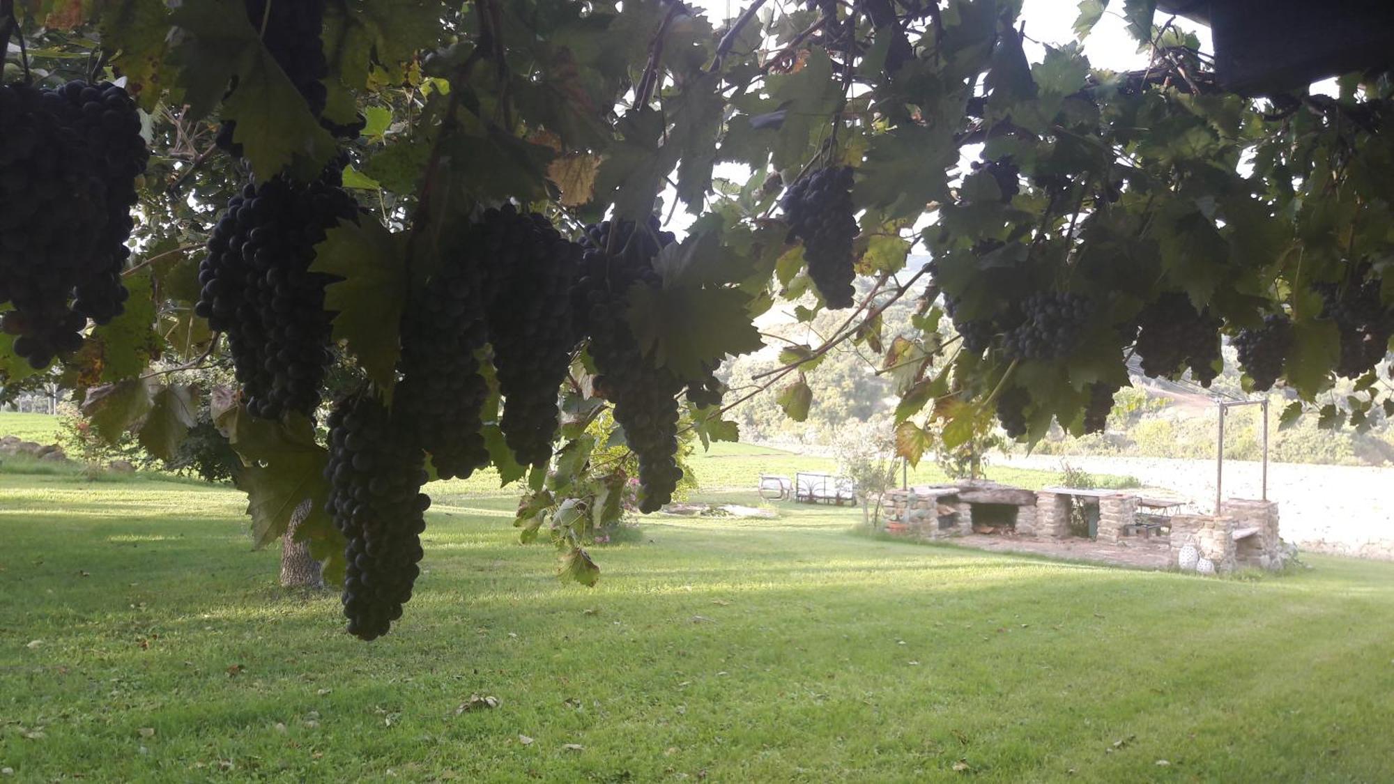 Bed and Breakfast Le Bumbarelle Tavoleto Екстер'єр фото
